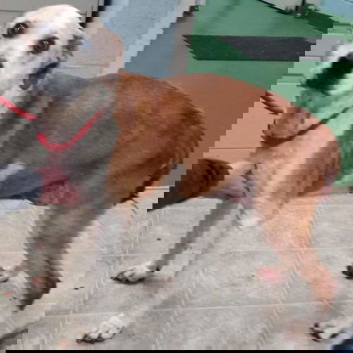 Neva Sue aka Bobbi: Not At the Shelter