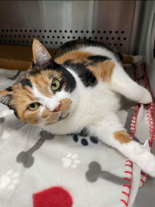 Malibu Cali: Not at the shelter