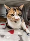 Malibu Cali: Not at the shelter