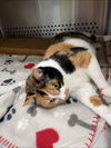 Malibu Cali: Not at the shelter