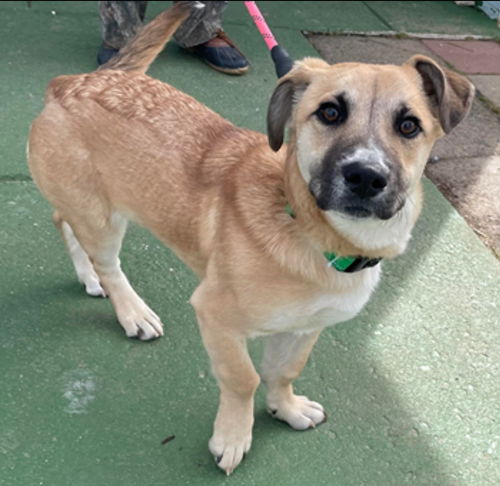 Willa - At the Shelter