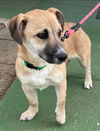 Willa - At the Shelter