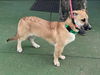 Willa - At the Shelter