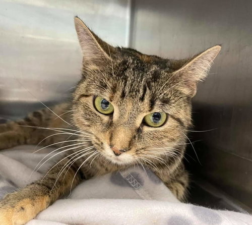 Hunny: Visit at the Lynchburg PetSmart