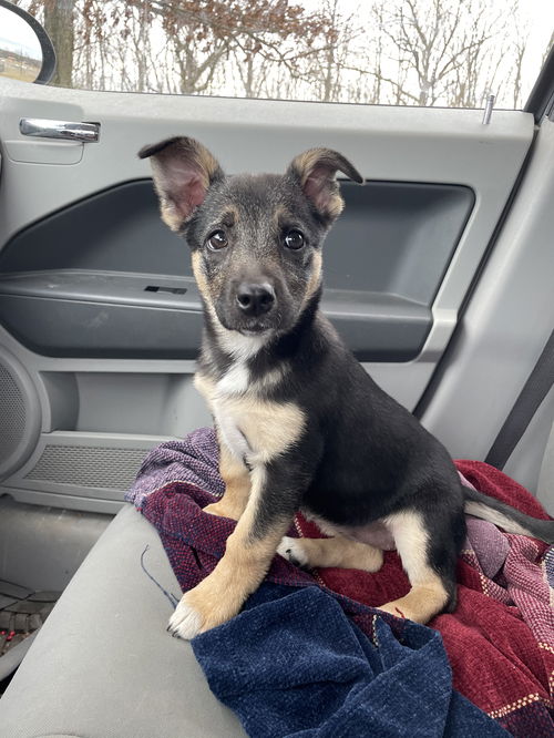 Tipi: Not at the shelter