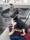 Tipi: Not at the shelter