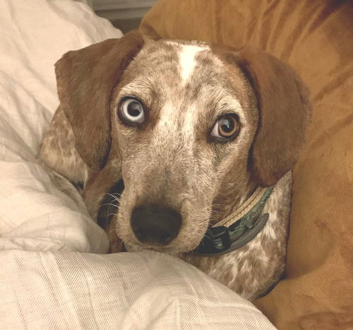 Poppy: Not at the shelter