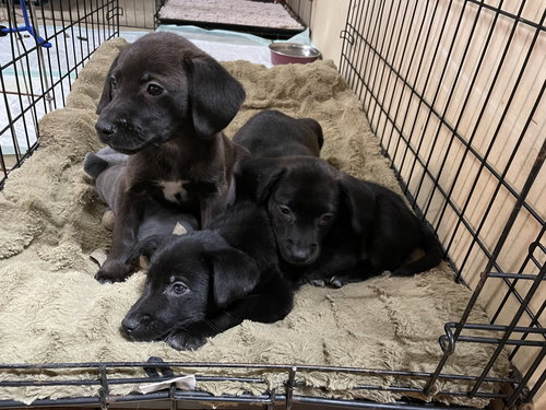 Brutus: not at the shelter