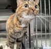 Lola - At the Shelter