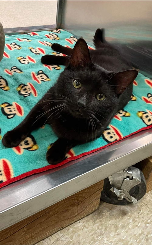 Thomas - Visit at Lynchburg PetSmart