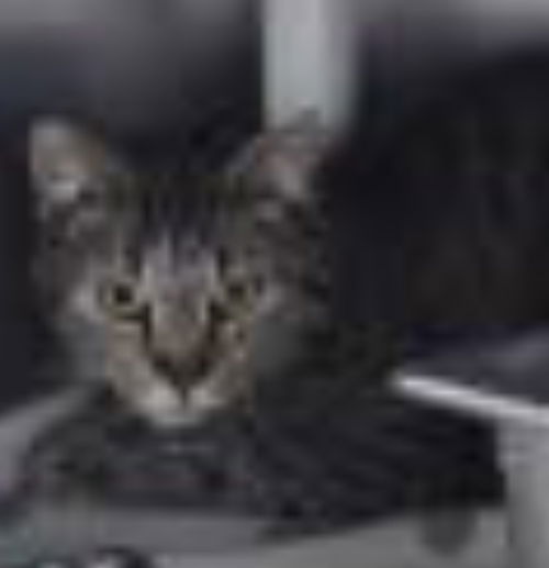 Markie: Visit her at Lynchburg Petsmart