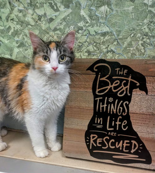 Hestia: Visit her at Petsmart in Lynchburg