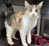 Hestia: Visit her at Petsmart in Lynchburg