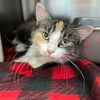 Hestia: Visit her at Petsmart in Lynchburg