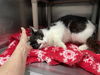 Perch: Visit him at Petsmart in Lynchburg