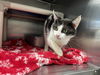 Perch: Visit him at Petsmart in Lynchburg