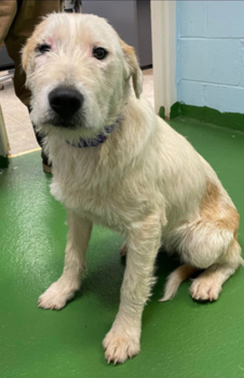 Preti - At the Shelter