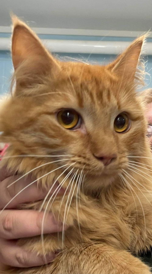 Theodore - Visit at the Lynchburg PetSmart