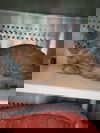 Alvin - Visit at the Lynchburg PetSmart