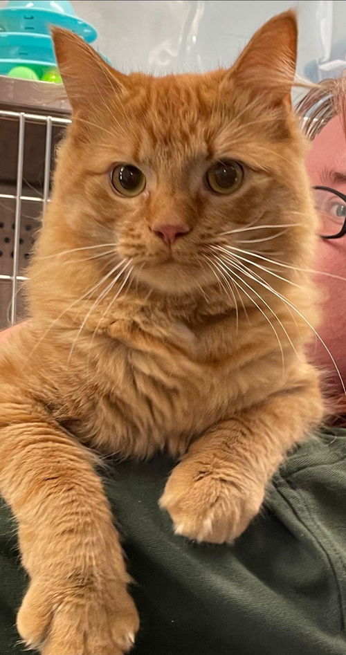 Alvin - Visit at the Lynchburg PetSmart