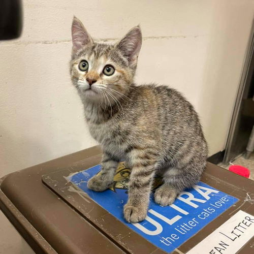 Tamale: Visit at Lynchburg Petsmart