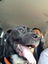 Winnie - Not at the Shelter