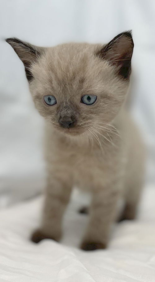 Alder - At the Shelter