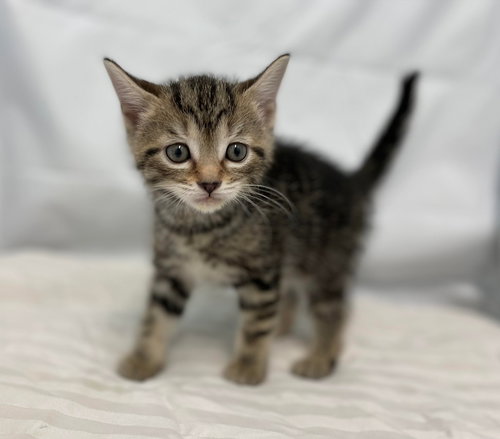 Juniper - At the Shelter
