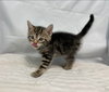 Juniper - At the Shelter