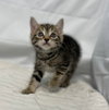 Juniper - At the Shelter
