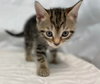 Juniper - At the Shelter