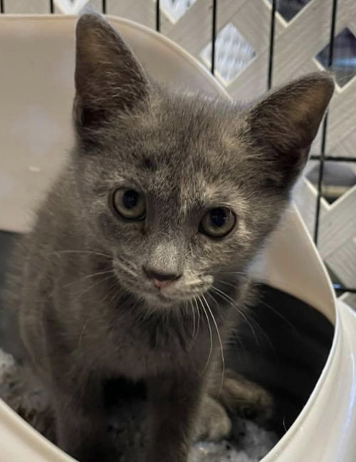 Dilly - Visit at Lynchburg Petsmart