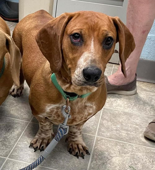 Lucy - At the Shelter