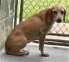 Butterscotch - Not At the Shelter