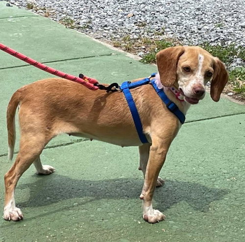 Butterscotch - Not At the Shelter