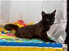 Binx:  Not  At the Shelter