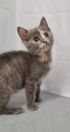 Ethel - Not at the Shelter