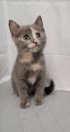 Ethel - Not at the Shelter