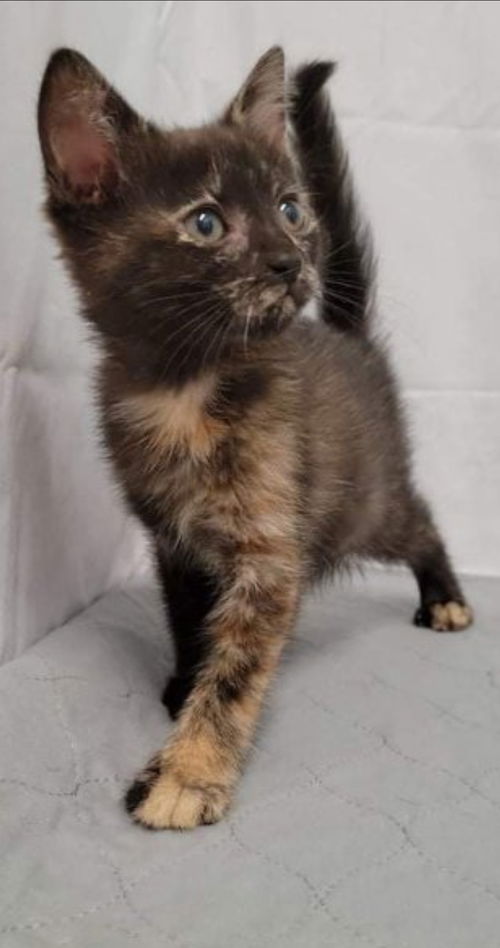 Luci, aka Lucille: Visit at Lynchburg Petsmart