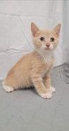 Desi: Not at the shelter
