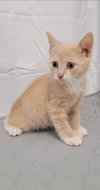 Desi: Not at the shelter