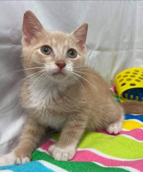 Desi: Not at the shelter