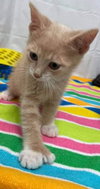 Desi: Not at the shelter