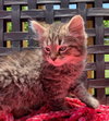 Brayden - visit at Lynchburg Petsmart
