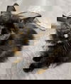 Scatter: Not at the shelter
