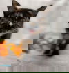 Scatter: Not at the shelter