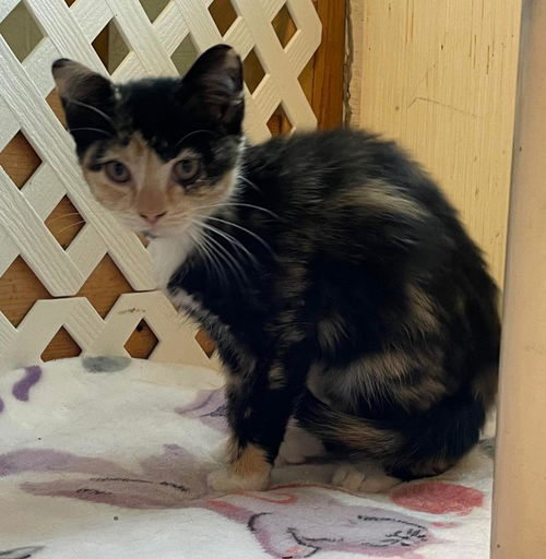 Heidi: Not at the shelter