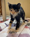 Heidi: Not at the shelter