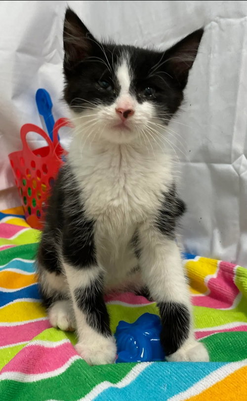 Corey - Petsmart