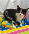 Corey - Petsmart